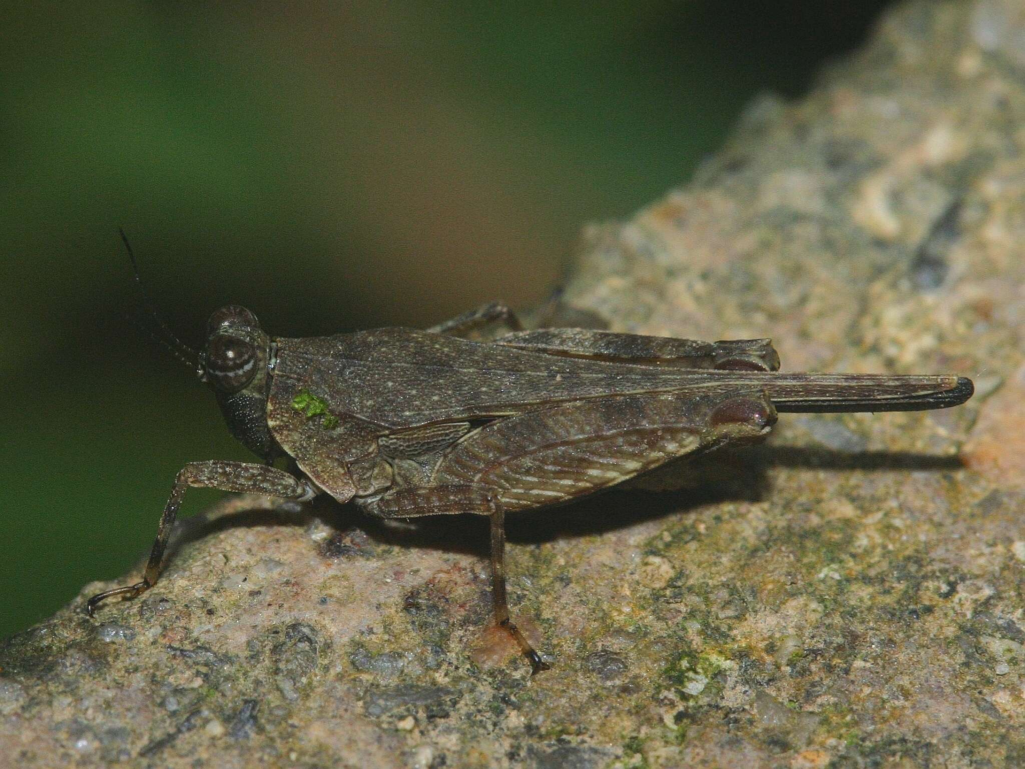 Systolederus cinereus Brunner von Wattenwyl 1893的圖片