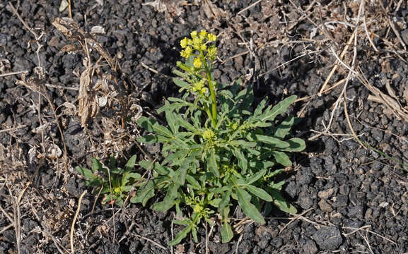 Image of Reseda crystallina Webb & Berth.