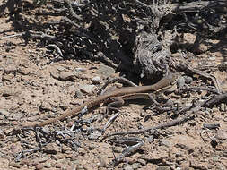 صورة Pedioplanis lineoocellata (Duméril & Bibron 1839)