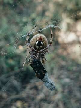 Image of Hentz's Orbweaver