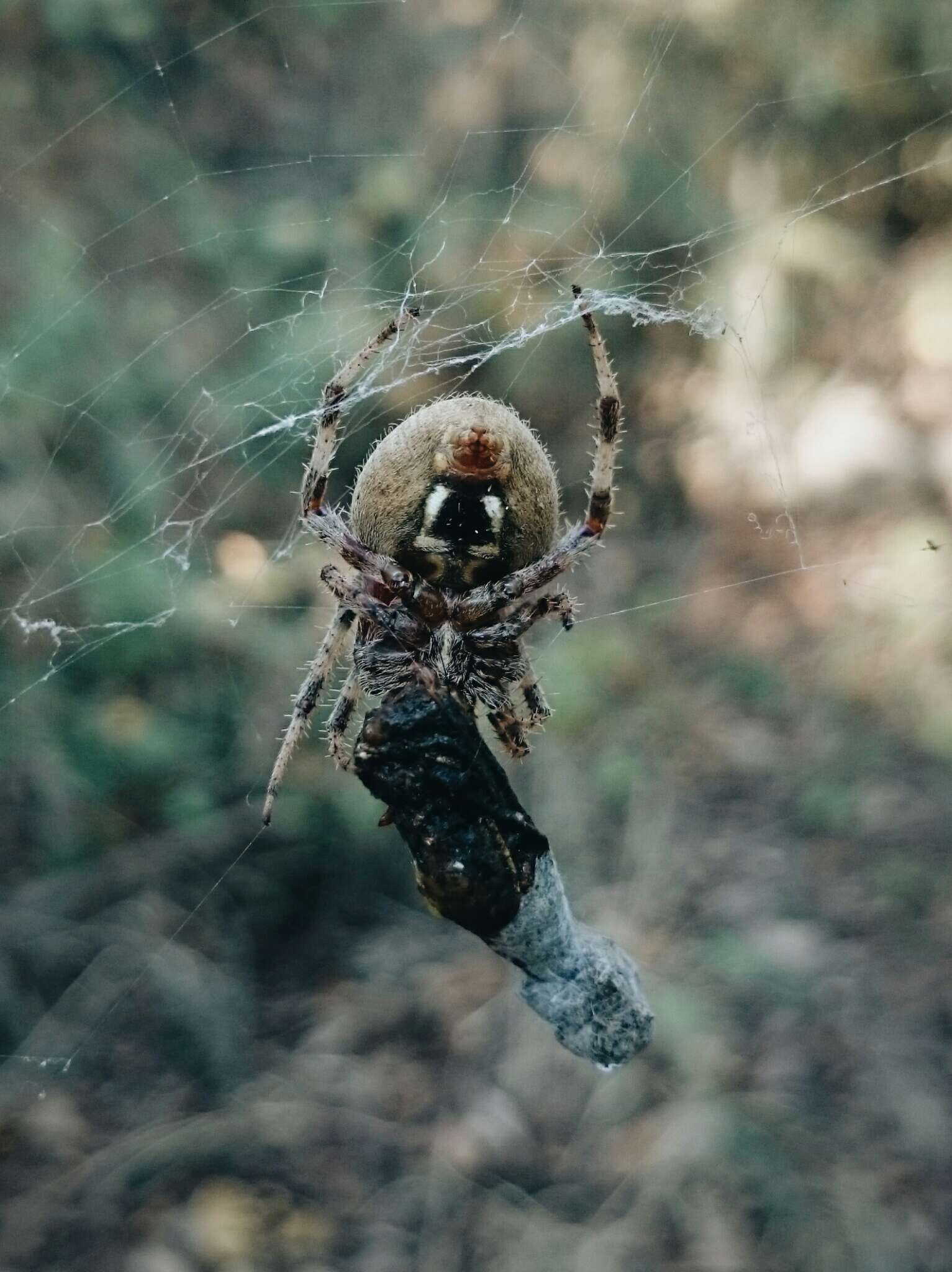 Image of Hentz's Orbweaver