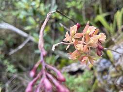 Imagem de Epidendrum anceps Jacq.