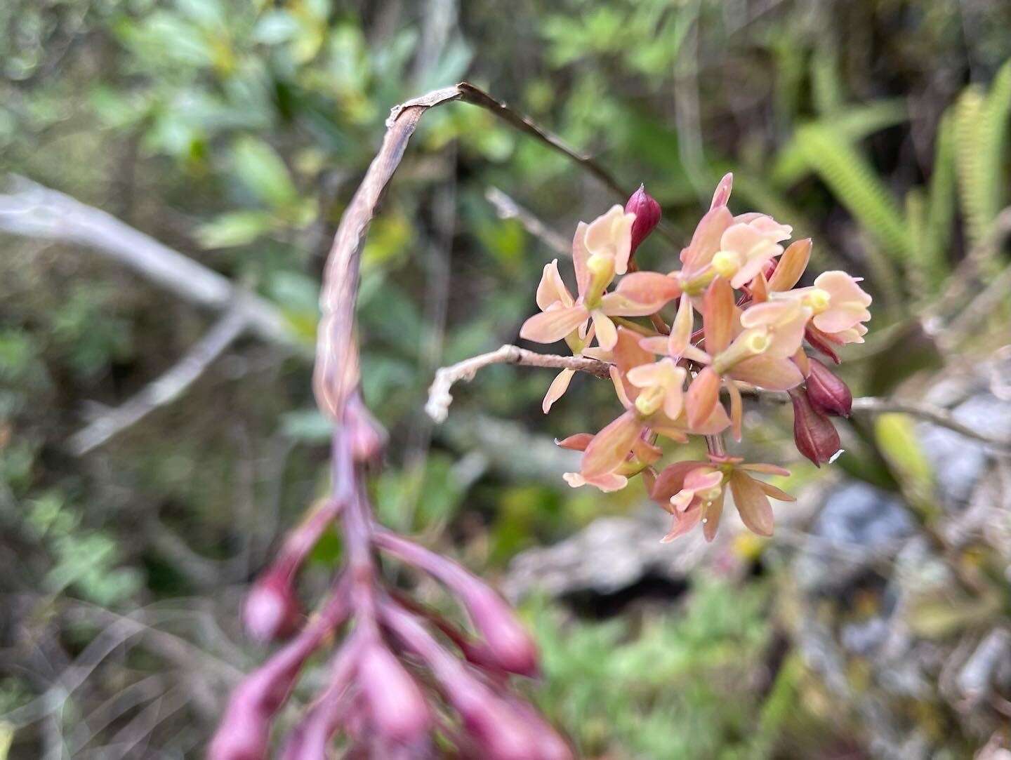 Plancia ëd Epidendrum anceps Jacq.