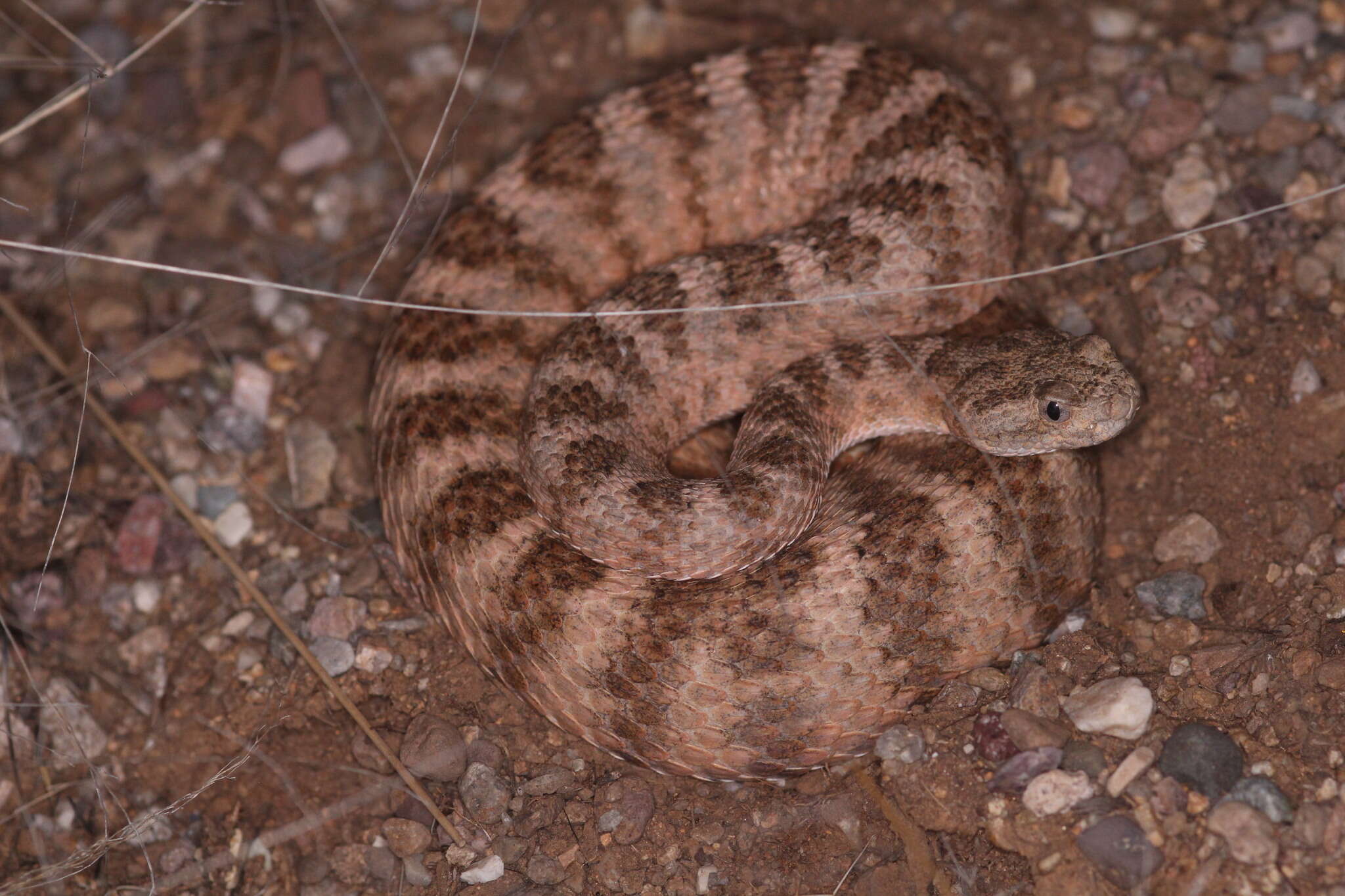 Image of Tiger Rattlesnake