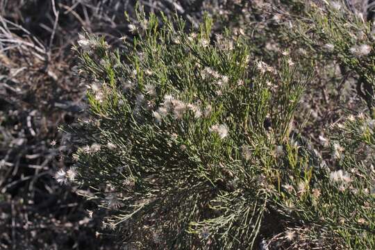 Image of desertbroom