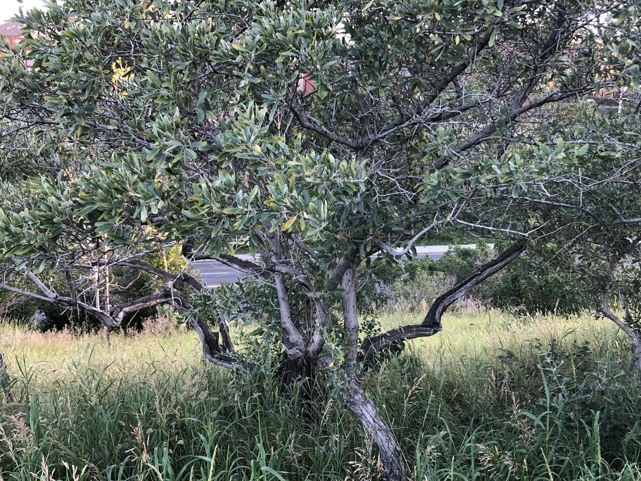 Image of silver buffaloberry