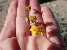 Image of Bahiopsis microphylla (Vasey & Rose) E. E. Schill. & Panero