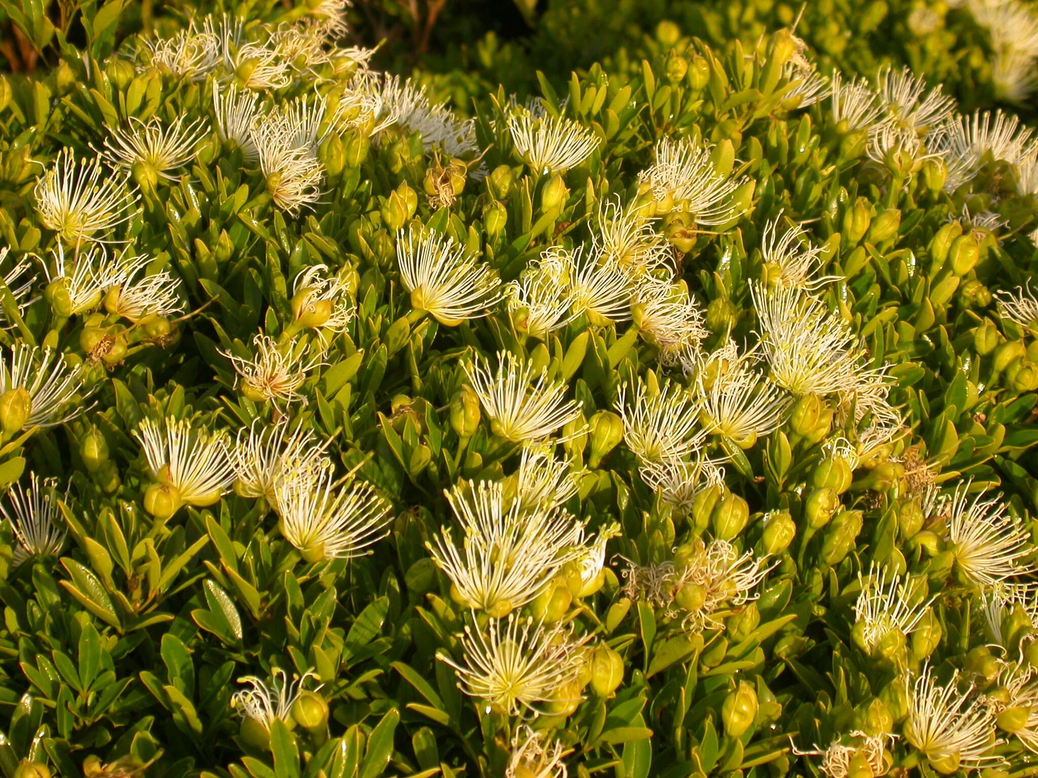 Image of Bush Maerua