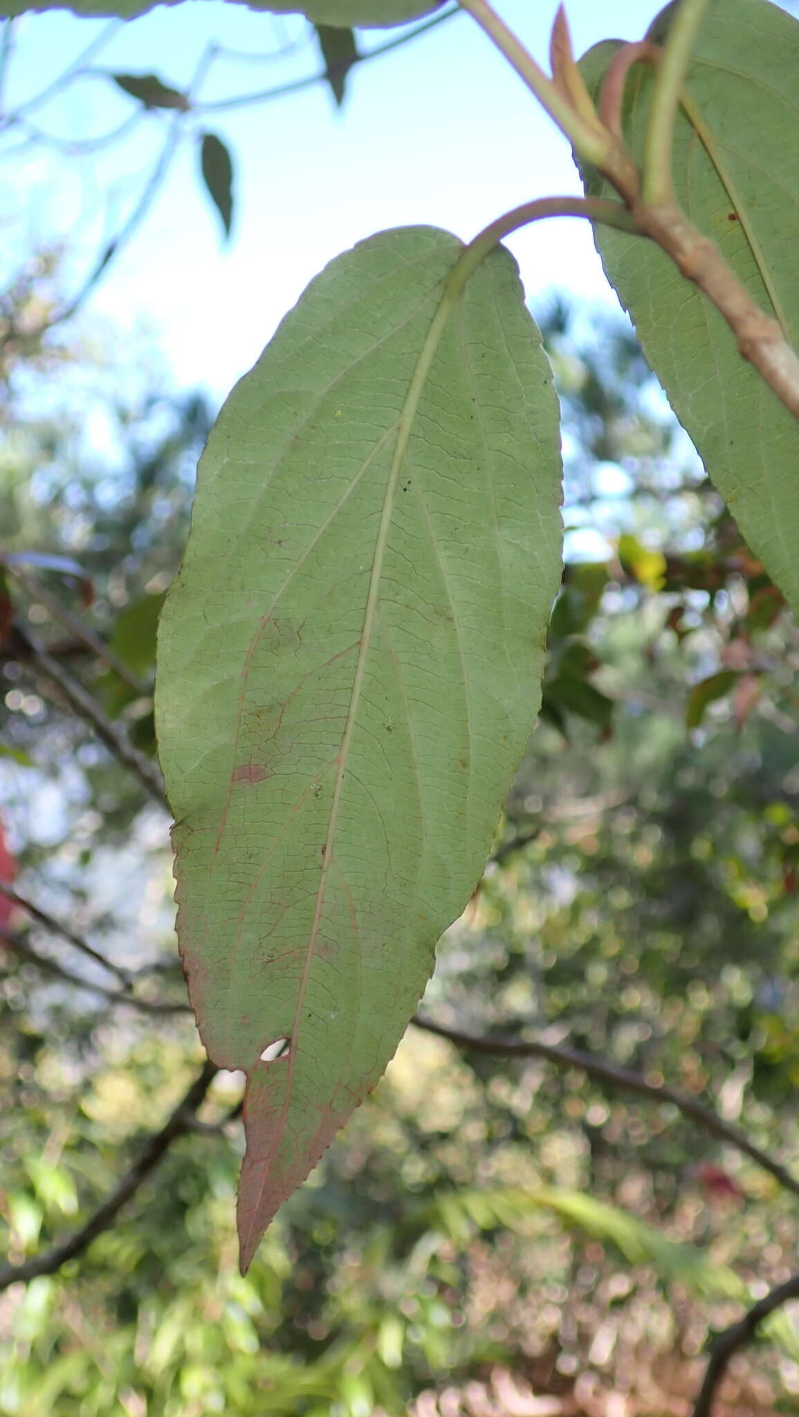 Image de Viburnum urceolatum Sieb. & Zucc.