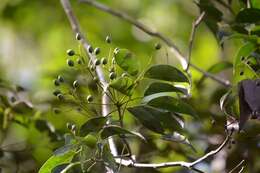 Imagem de Staphylea occidentalis subsp. occidentalis