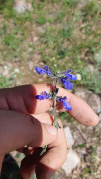 Image of Salvia nana Kunth