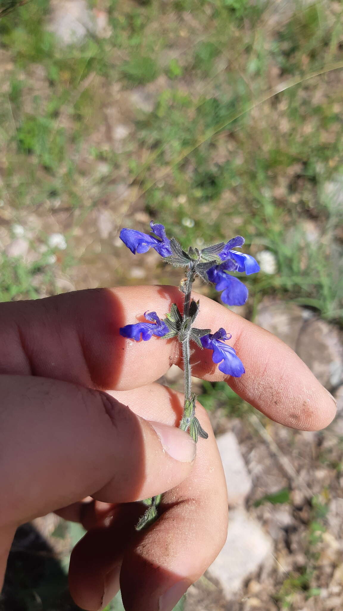 Image de Salvia nana Kunth