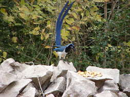 Image of Magpie-jay