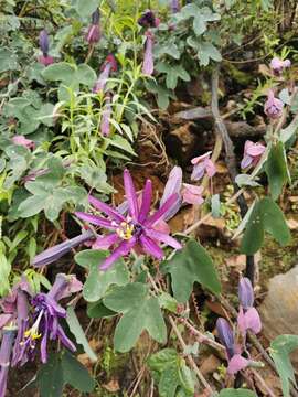 Image de Passiflora umbilicata (Griseb.) Harms