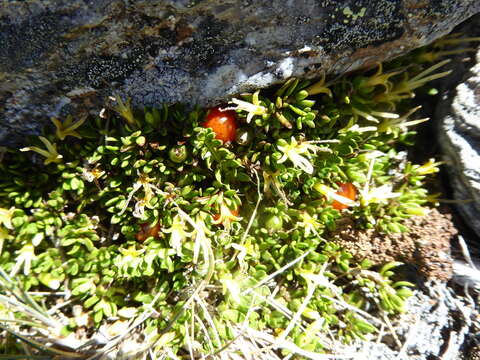 Image of Coprosma niphophila Orchard