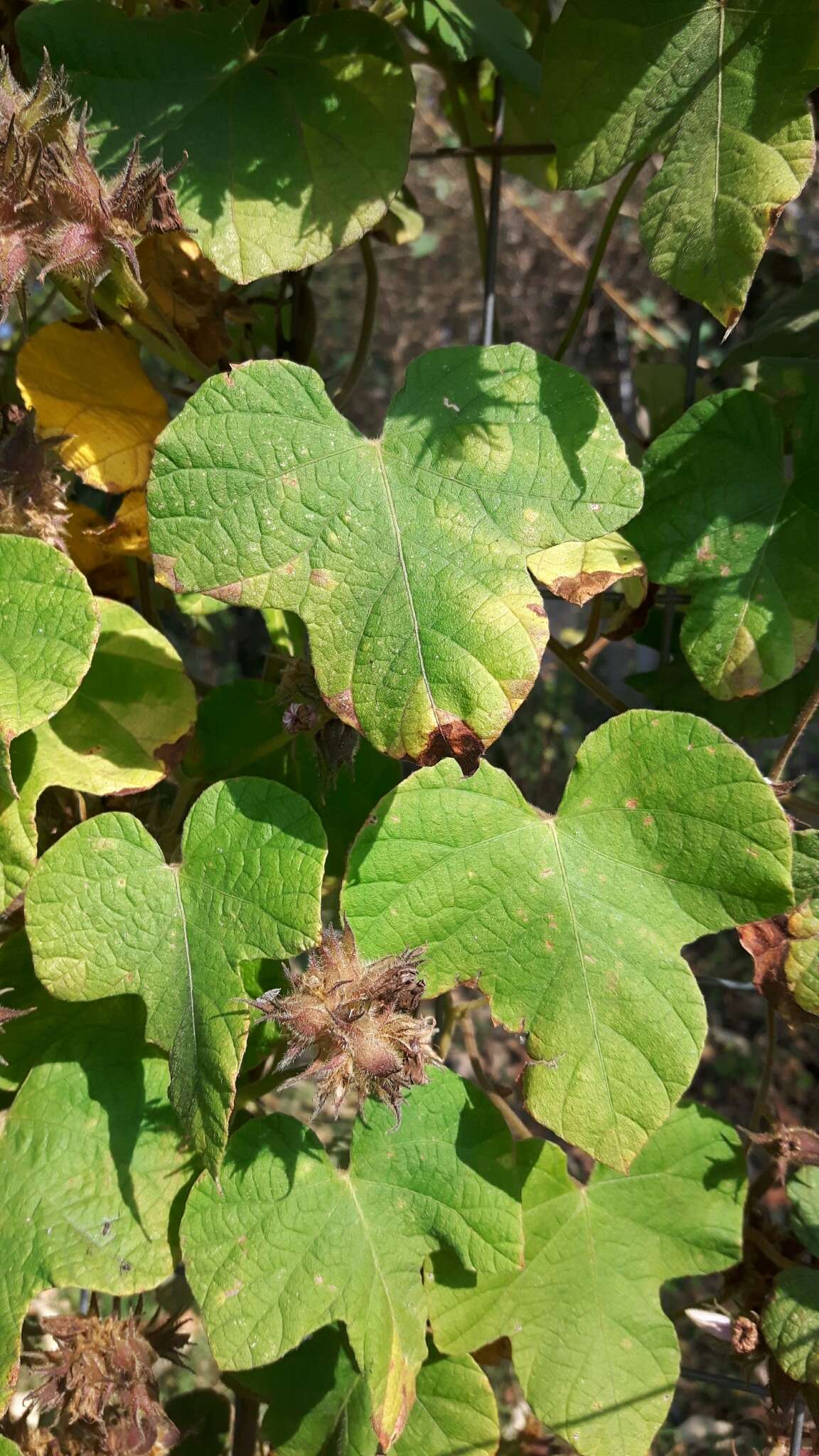 Image of Small Morning Glory