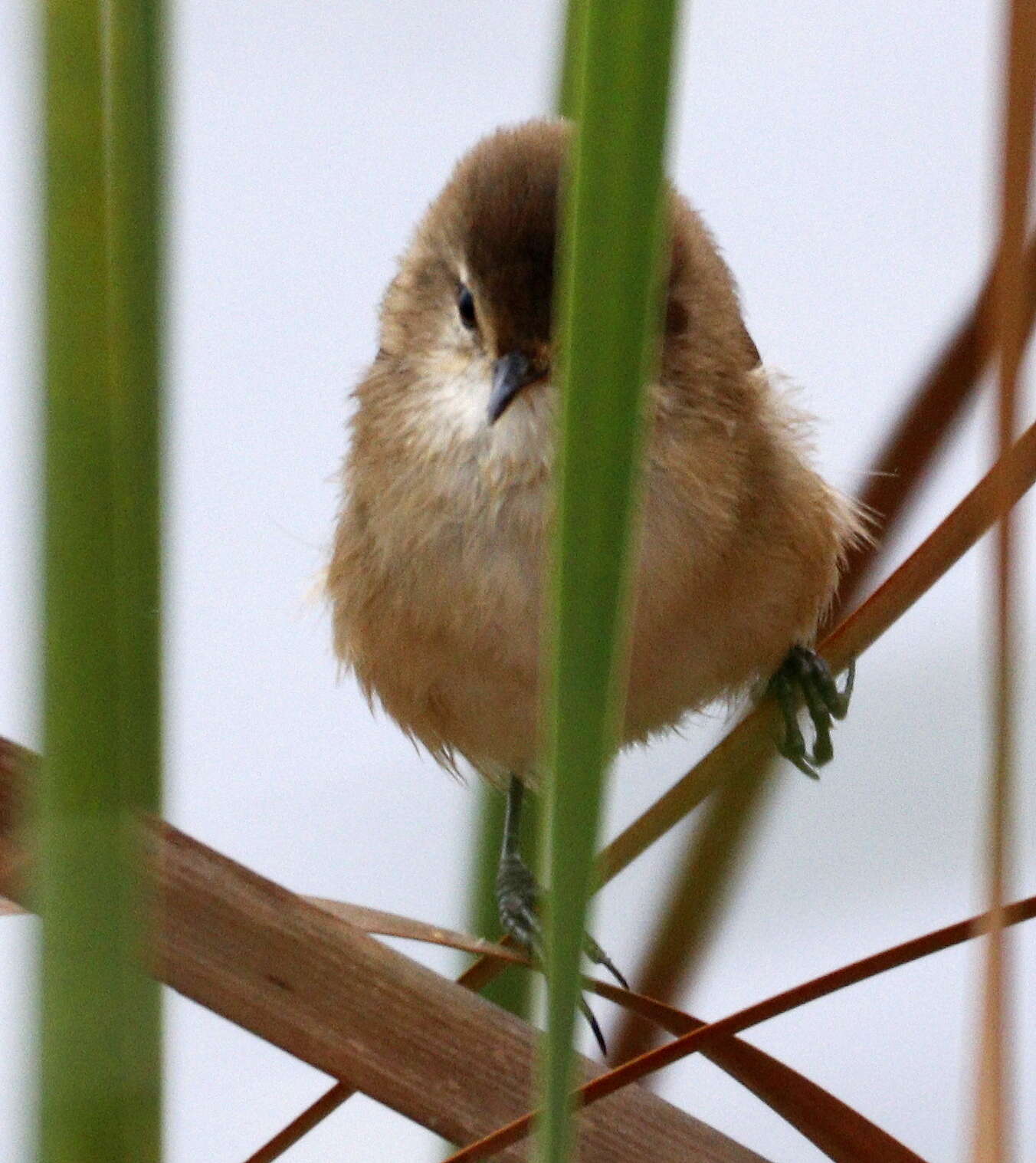 Image of Lesser Swamp Warbler