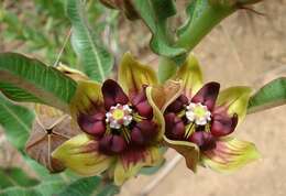 Image of Pachycarpus concolor subsp. transvaalensis (Schltr.) Goyder