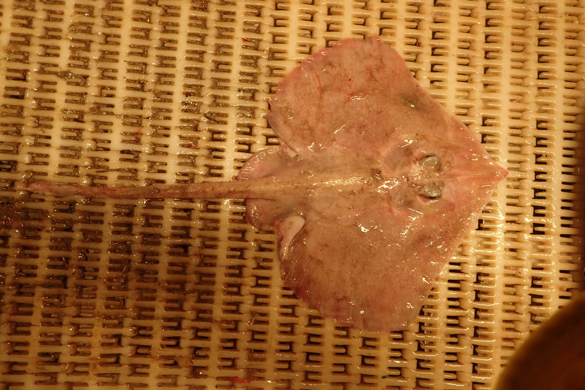 Image of Prickled ray
