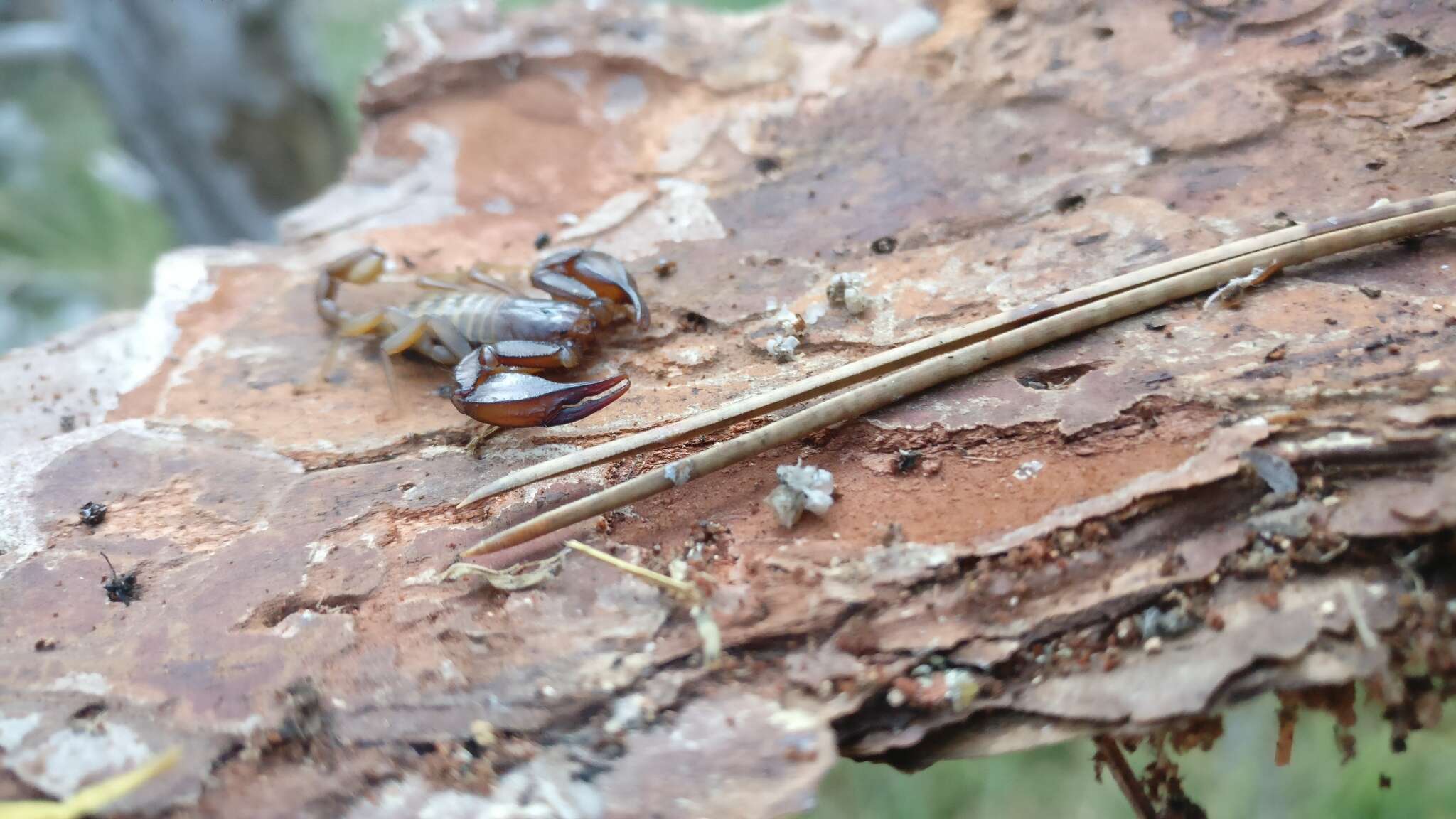 Euscorpius aquilejensis (C. L. Koch 1837) resmi