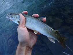 Image of Bull Trout