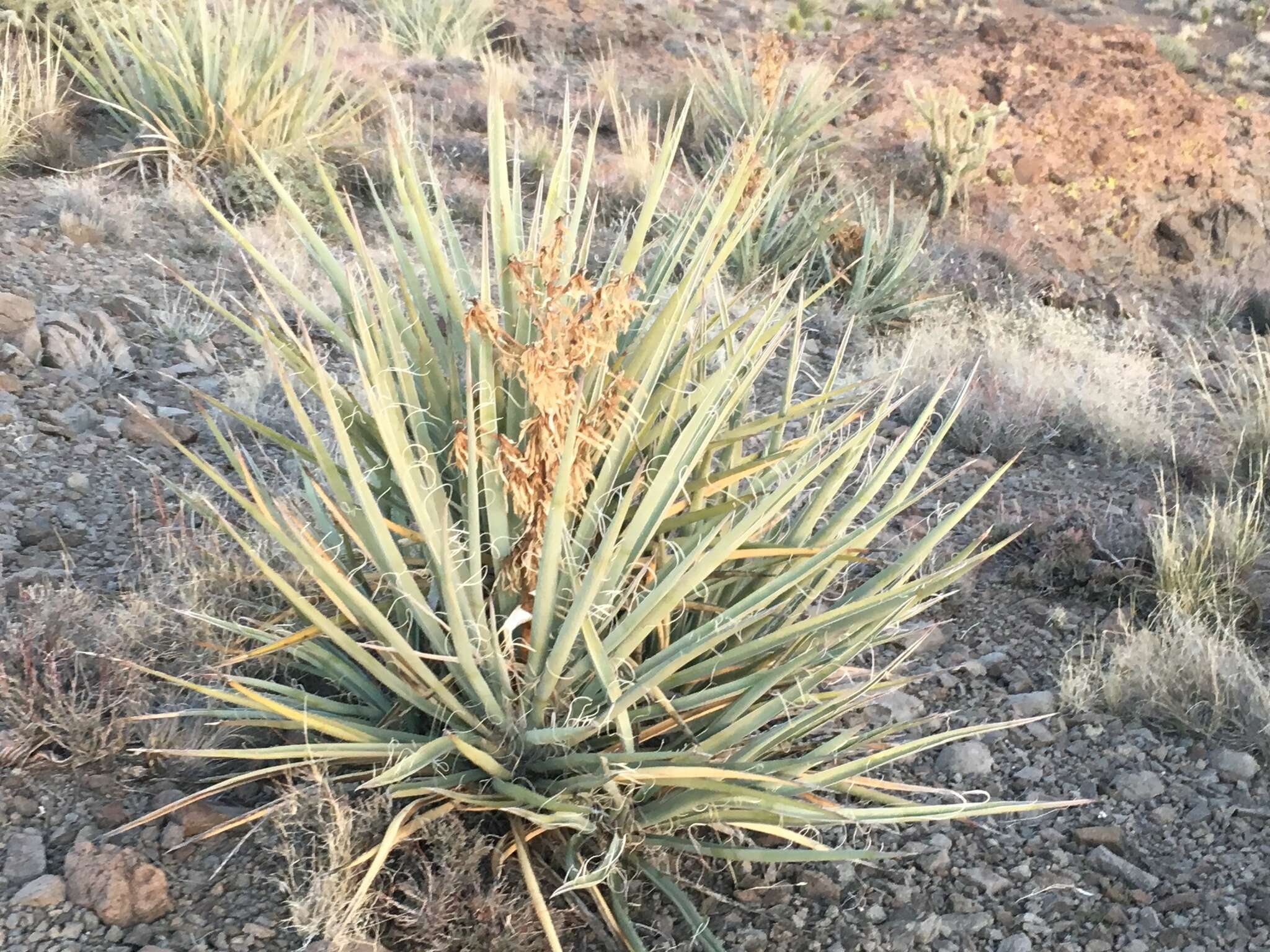 Image de Yucca baccata var. baccata