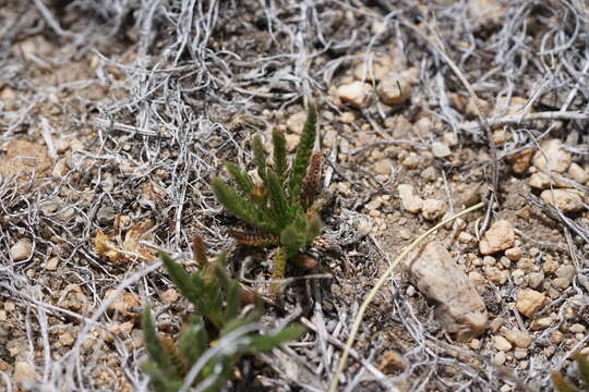 Image of clubmoss mousetail