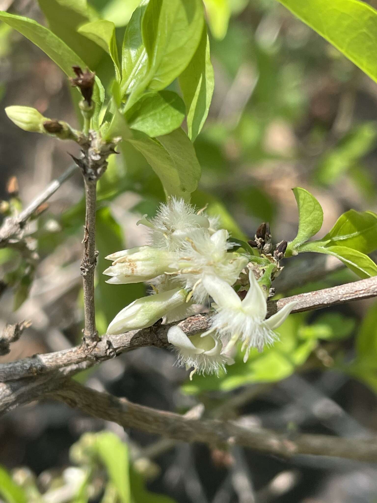 Image of Northern fluffy-flowered jackal-coffee