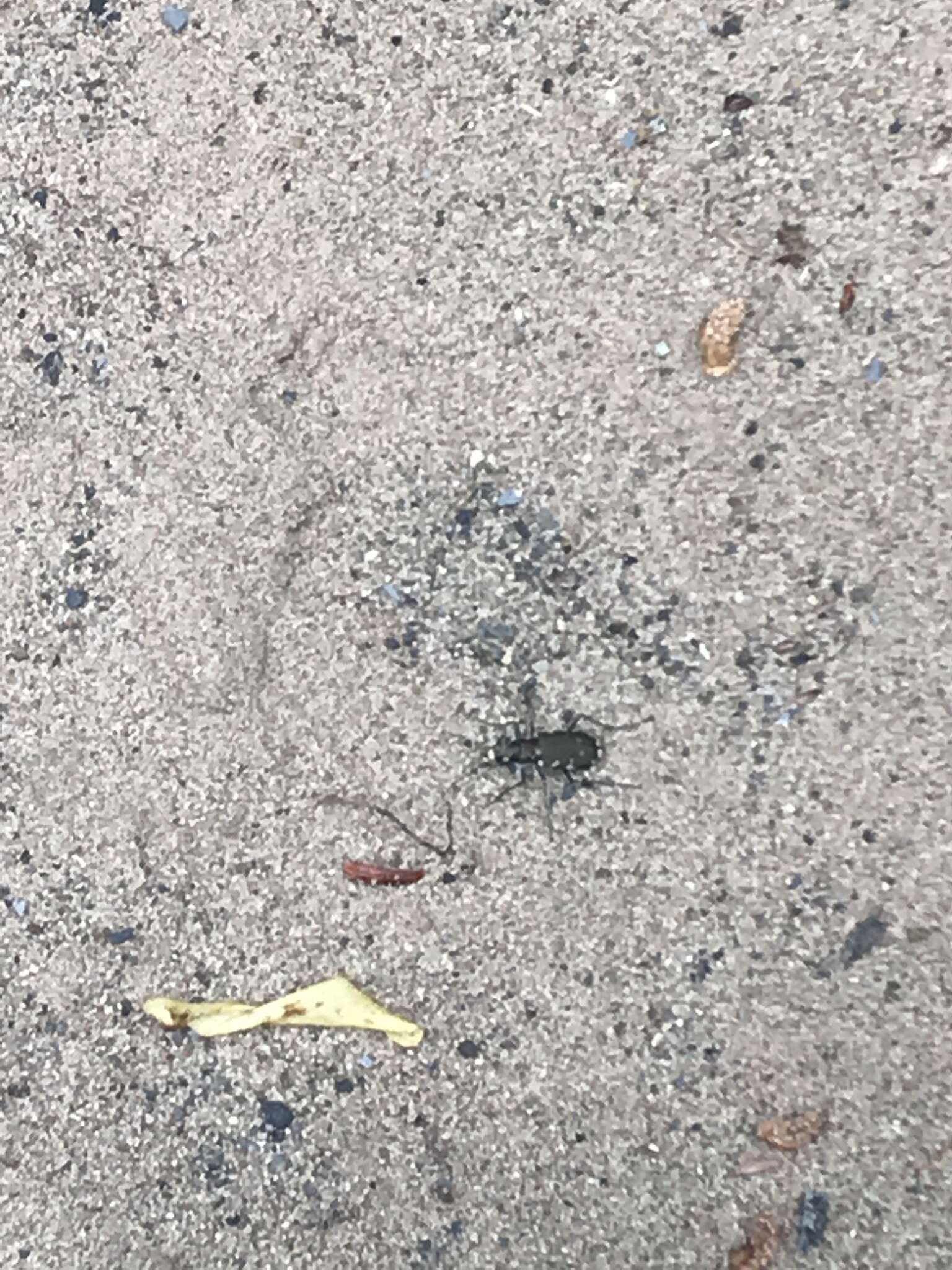 Image of Appalachian Tiger Beetle