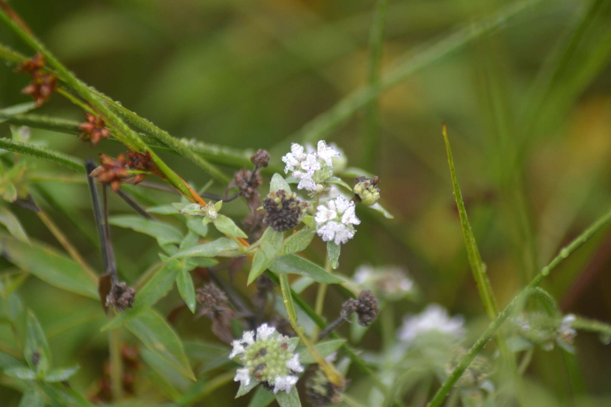 صورة Pycnanthemum verticillatum var. verticillatum