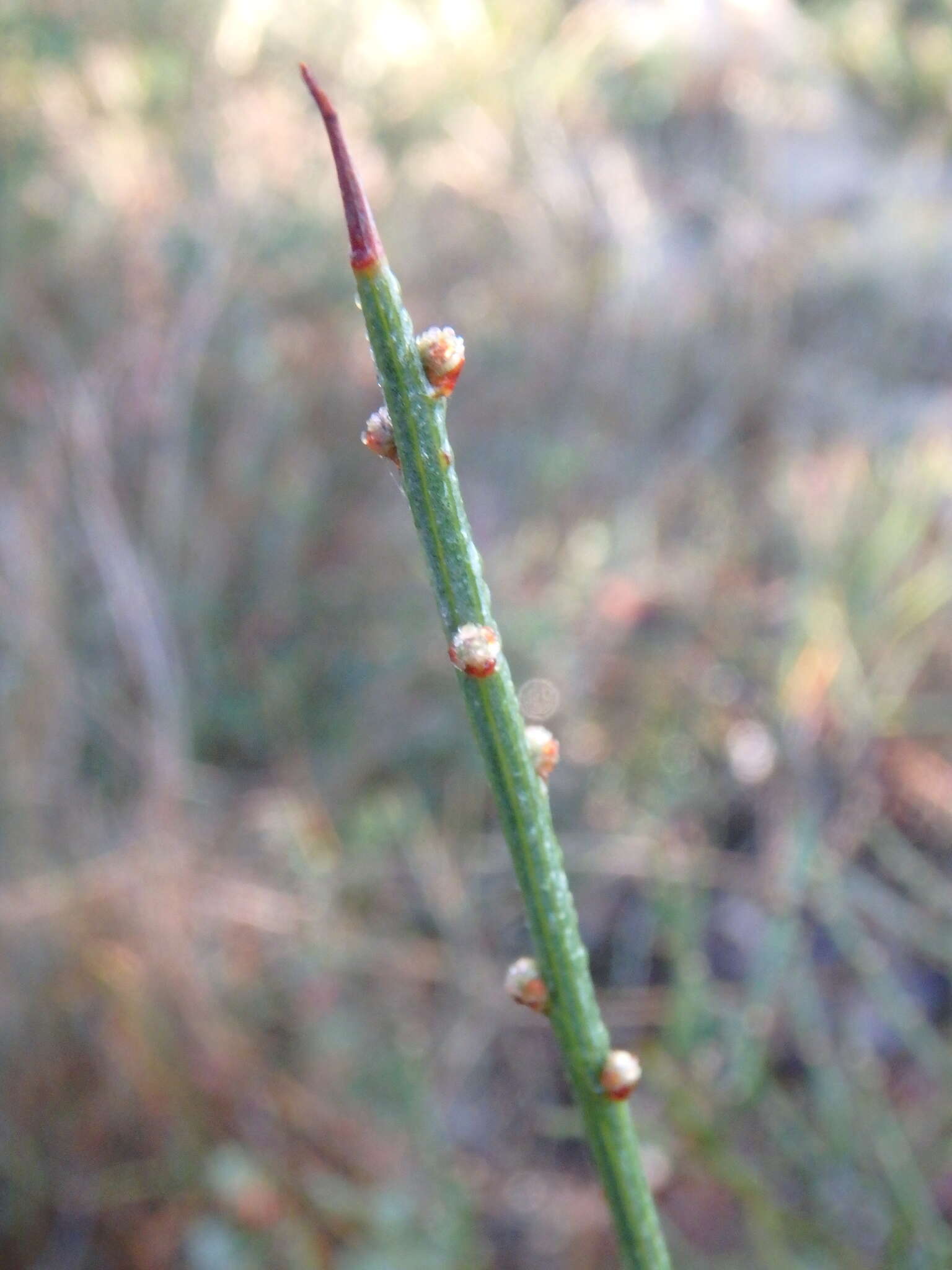 Слика од Acacia spinescens Benth.