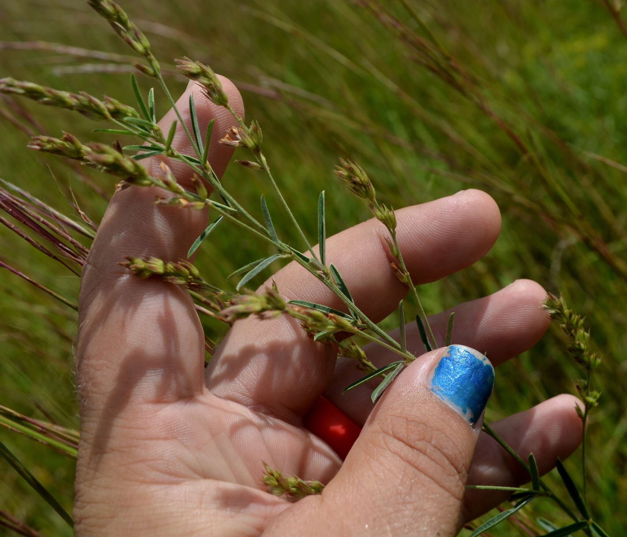 Imagem de Lespedeza leptostachya A. Gray