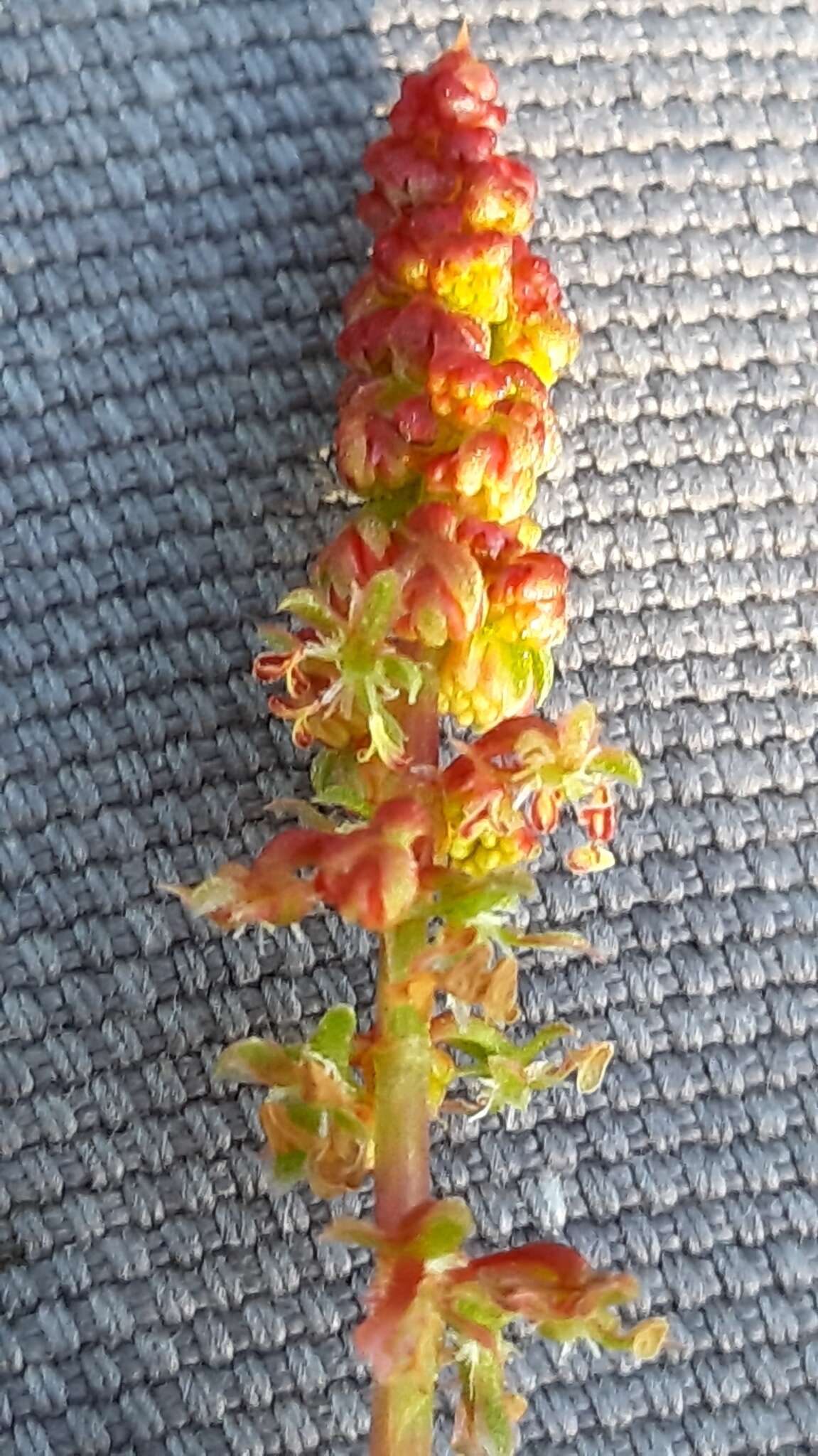 Plancia ëd Rumex bucephalophorus L.