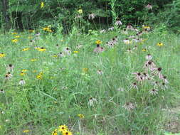 Image of sanguine purple coneflower