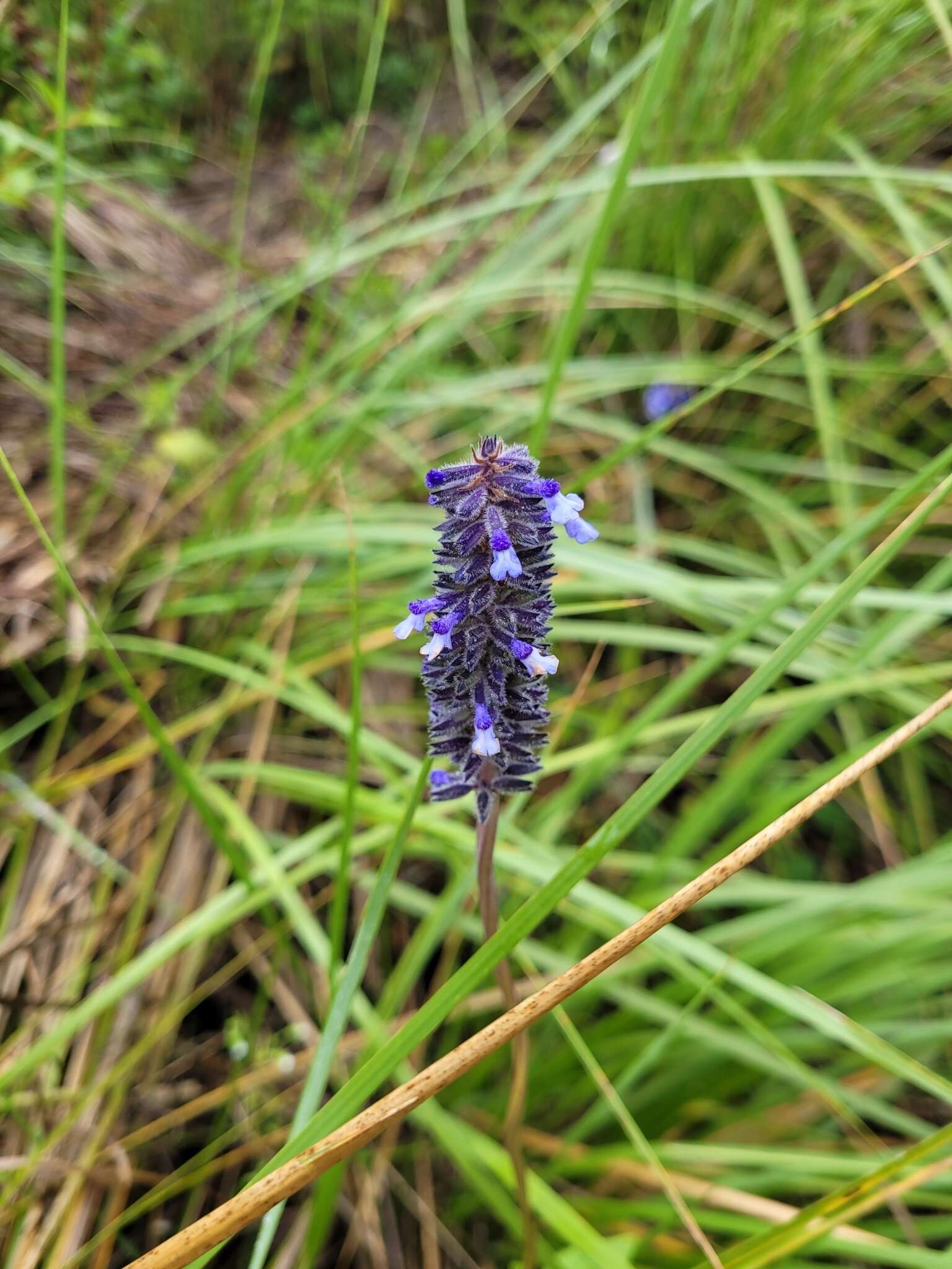 Image de Salvia stachyoides Kunth