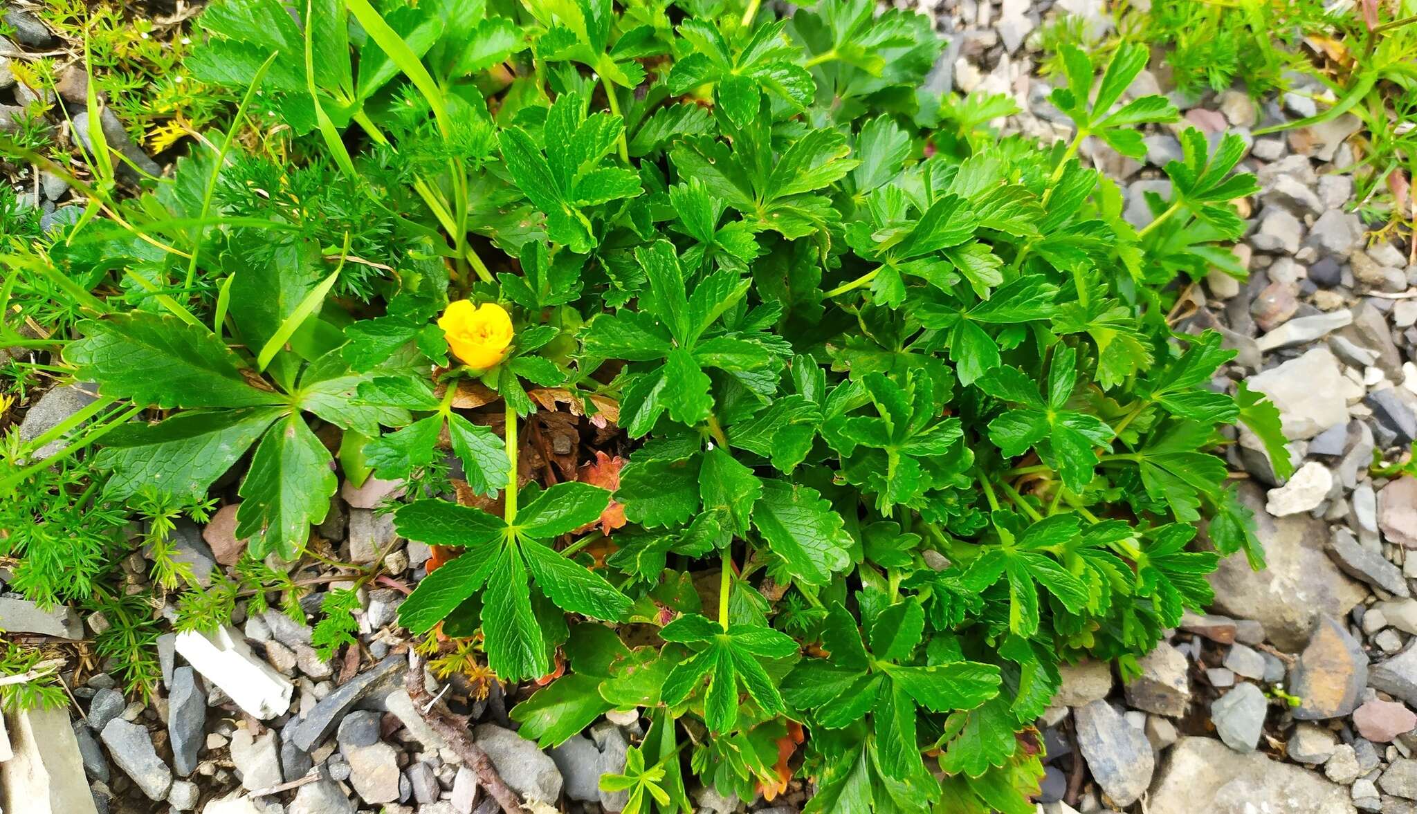 Image of Potentilla ruprechtii Boiss.