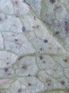 صورة Puccinia pimpinellae (F. Strauss) Link 1824