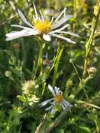 Image de Symphyotrichum trilineatum (Sch. Bip. ex Klatt) G. L. Nesom