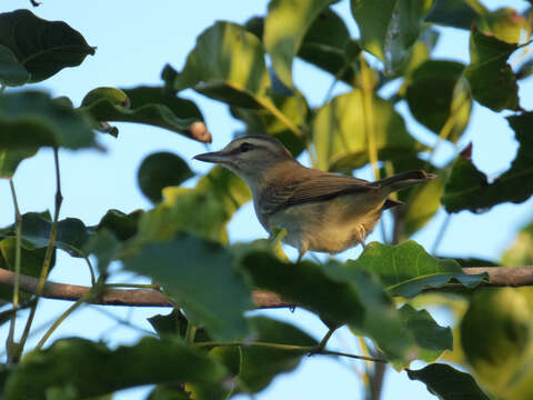 Imagem de Vireo magister (Baird & SF 1871)