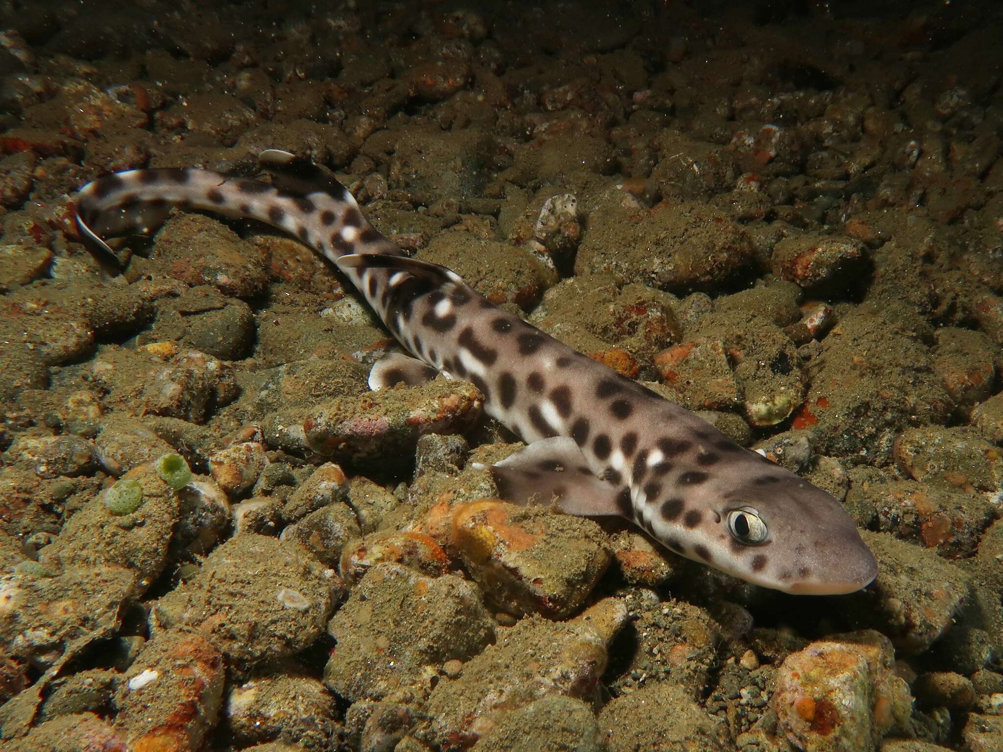 Sivun Atelomycterus erdmanni Fahmi & White 2015 kuva