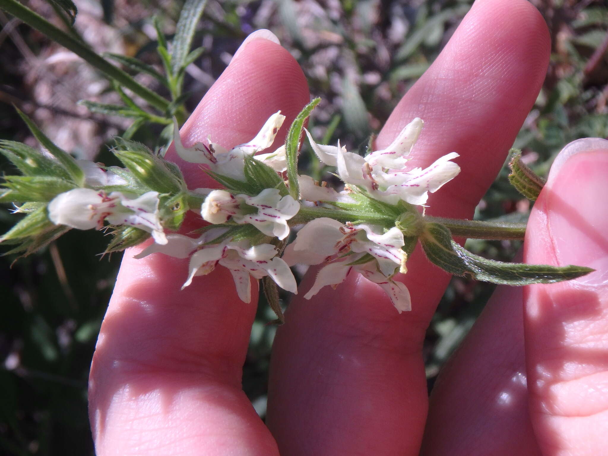 Image of Stachys atherocalyx K. Koch