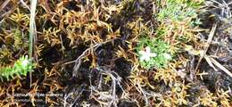 Image of Geranium sibbaldioides subsp. sibbaldioides Benth.