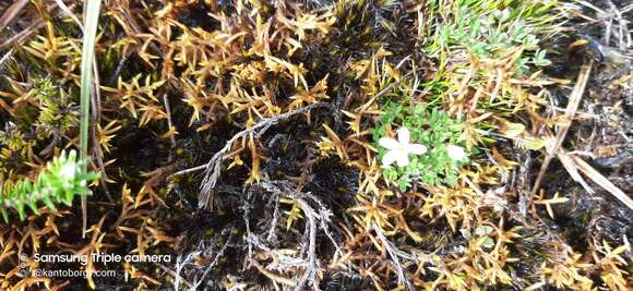 Image of Geranium sibbaldioides Benth.