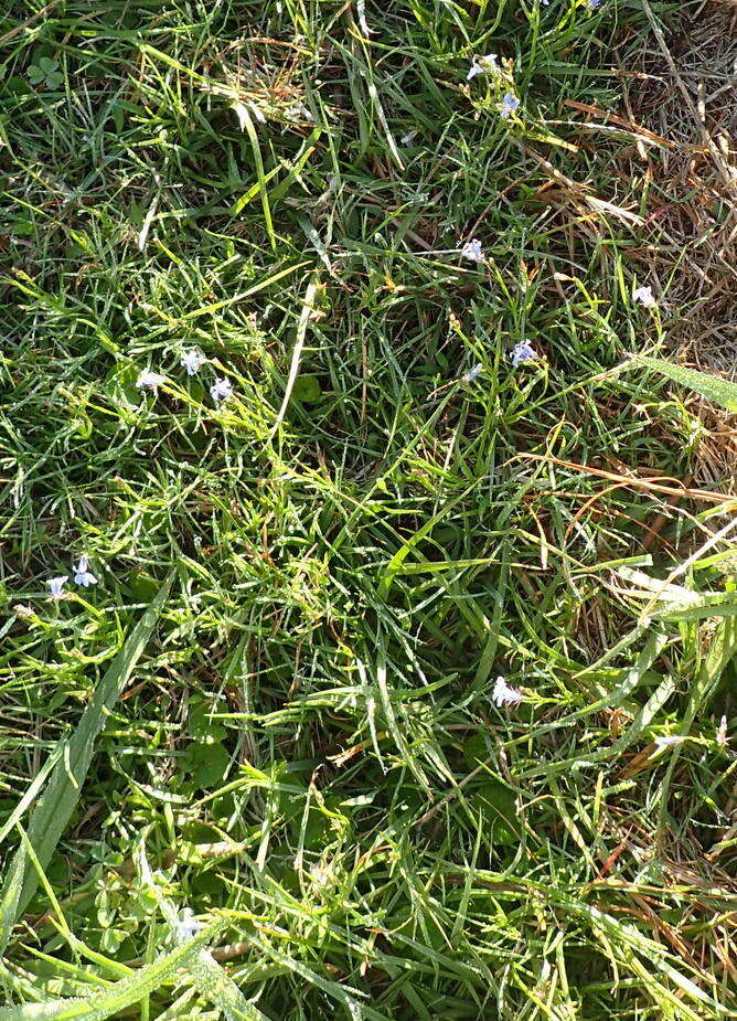 Image de Lobelia flaccida subsp. flaccida