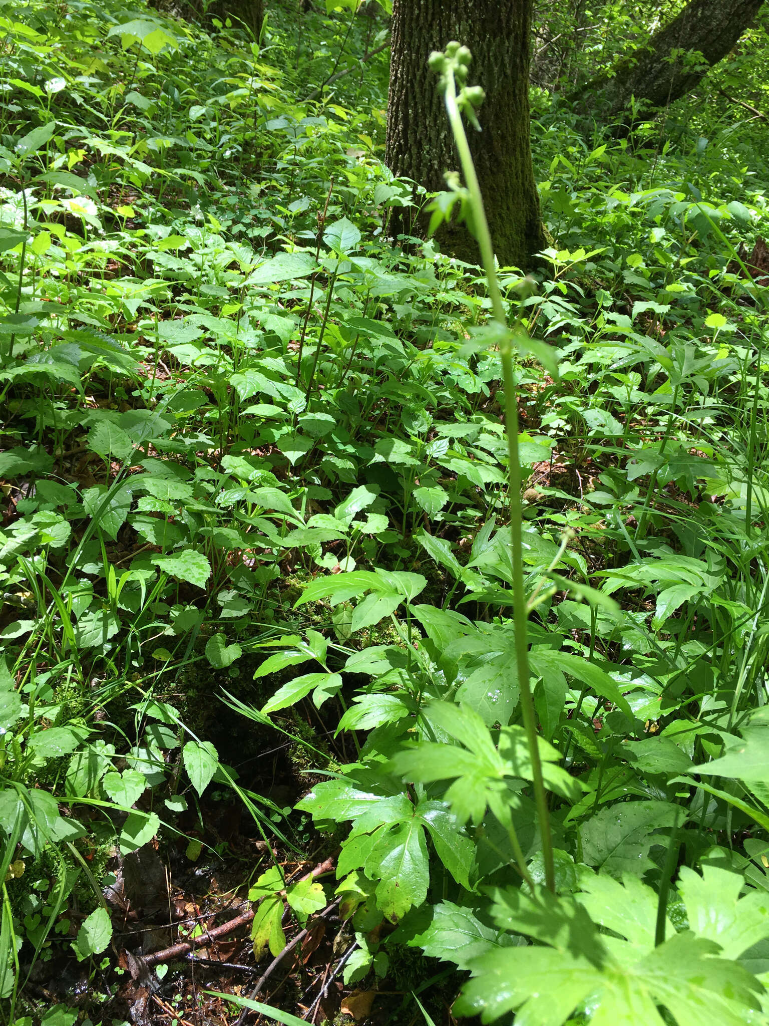 Imagem de Aconitum reclinatum A. Gray