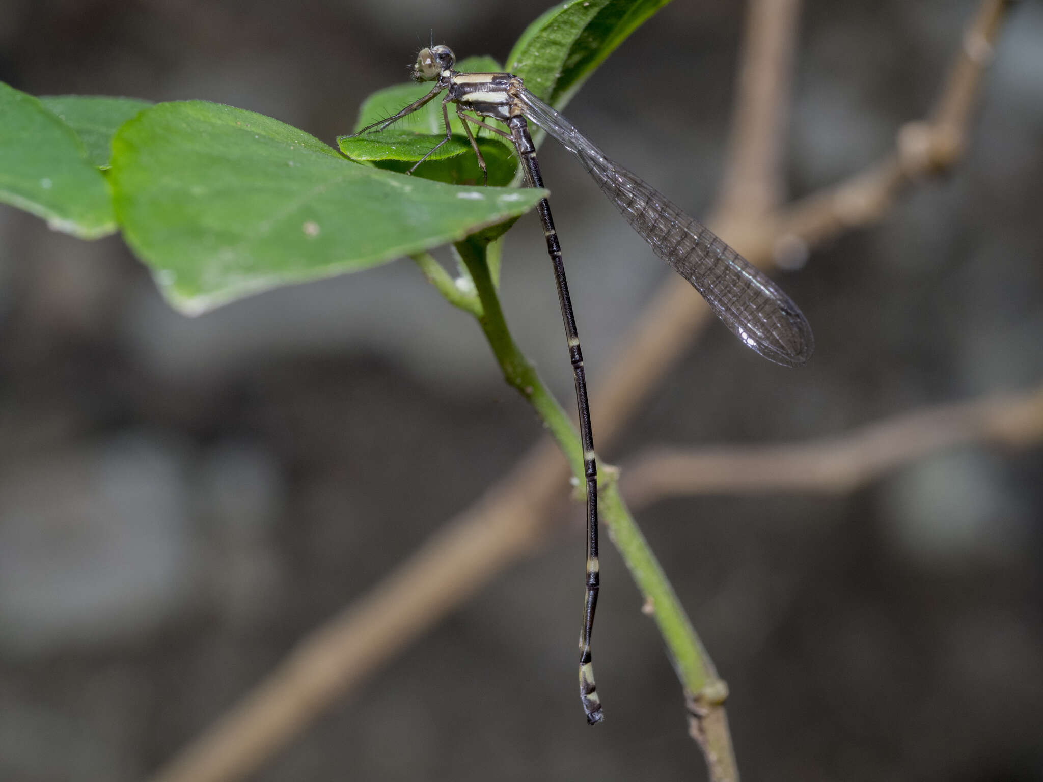 Image of Nososticta impercepta Seehausen & Theischinger 2017