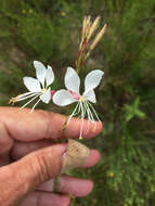 Imagem de Oenothera lindheimeri (Engelm. & A. Gray) W. L. Wagner & Hoch