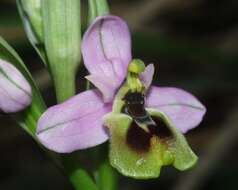 Image of Ophrys tenthredinifera subsp. ficalhoana (J. A. Guim.) M. R. Lowe & D. Tyteca