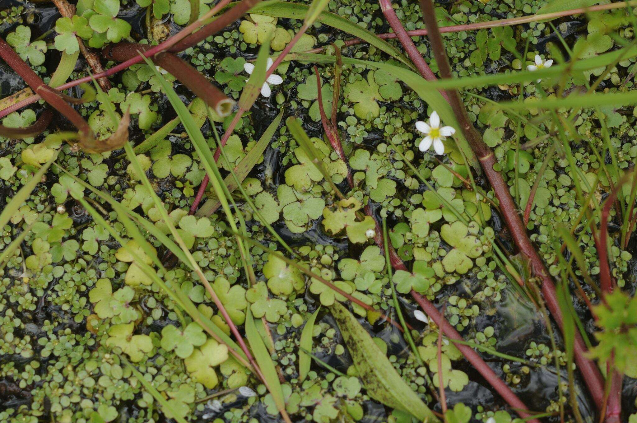 Ranunculus omiophyllus Ten.的圖片