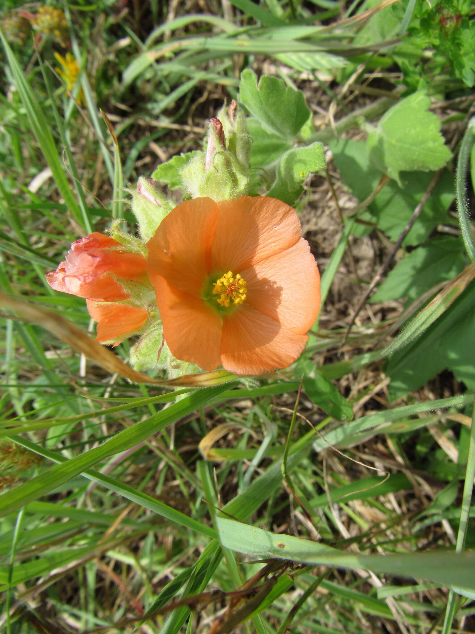 Image of woolly globemallow